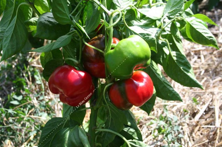 Poivron Tomate Rouge