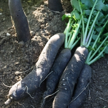 Radis noir gros long d' hiver