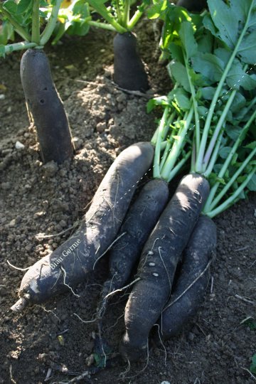 Radis noir gros long d' hiver