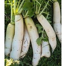 Radis Daikon