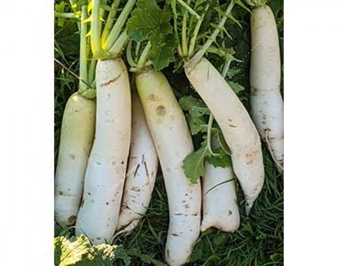 Radis Daikon