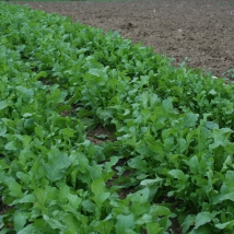 Roquette cultivée