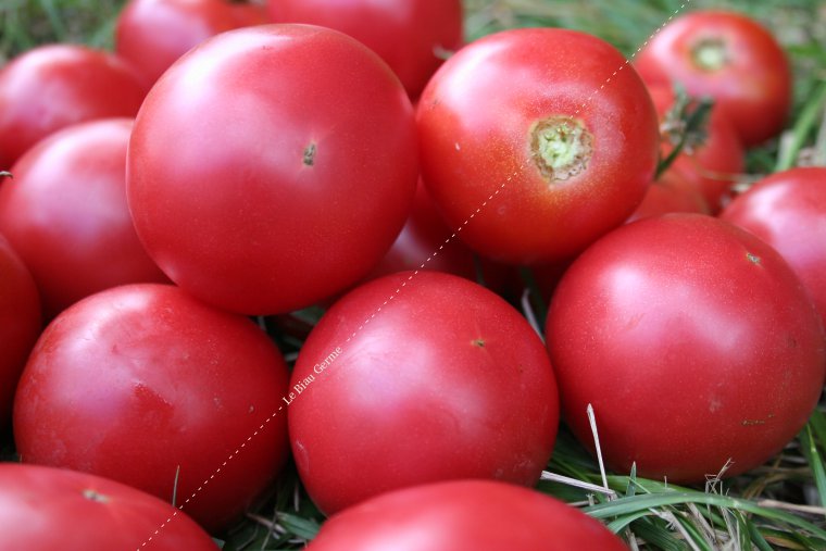 Tomate Rose de Berne