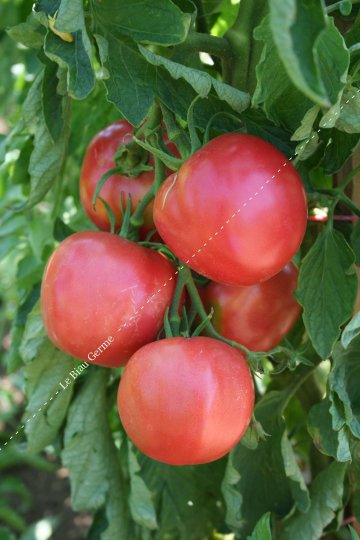 Tomate Rose de Berne