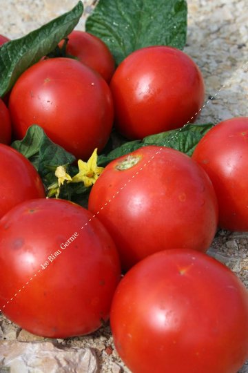 Tomate Casaque Rouge