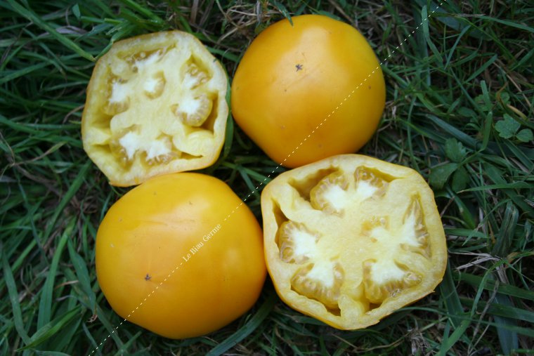 Tomate Jaune Golden Jubilee