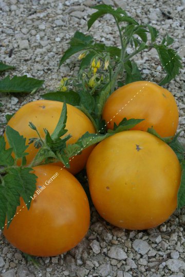 Tomate Jaune Golden Jubilee