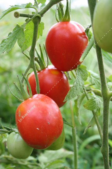 Tomate San Marzano 2