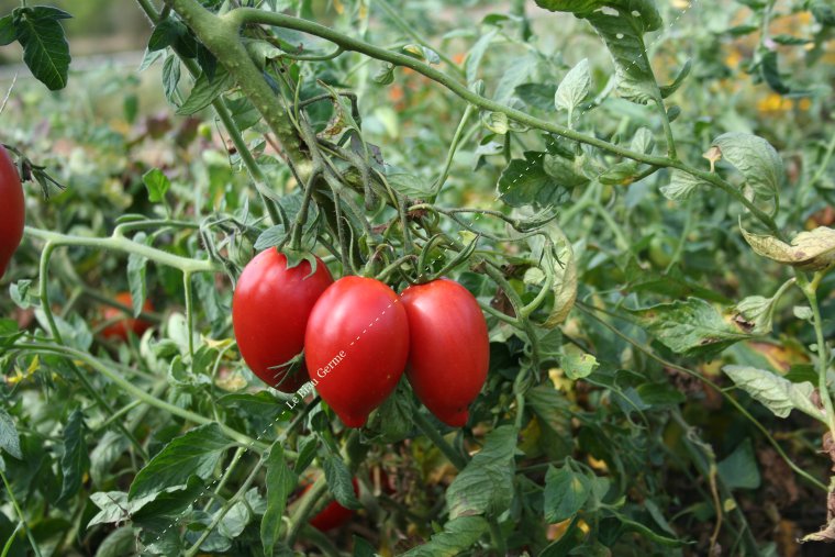 Tomate de Berao