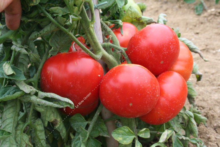 Tomate Marmande 