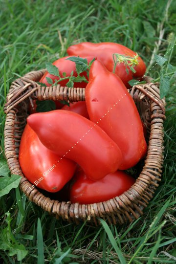 Tomate des Andes