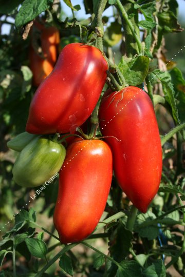 Tomate des Andes