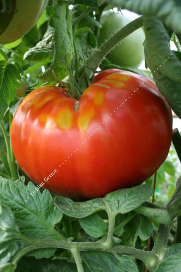 Tomate Beefsteak