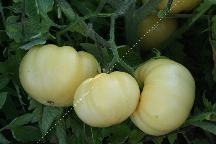 Tomate Beauté Blanche