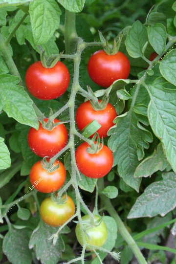 Tomate cerise rouge