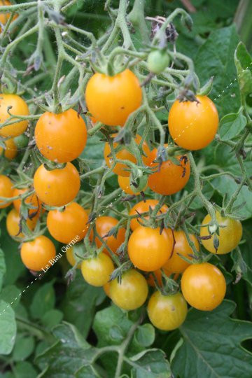 Tomate cerise jaune