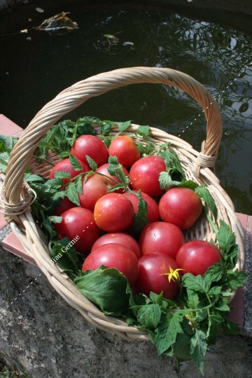 Tomate June Pink