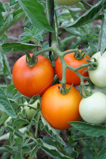 Tomate Auriga