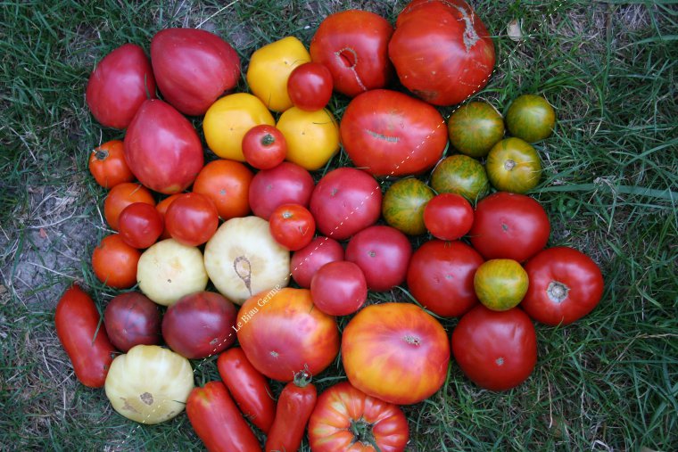 Assortiment de Tomates