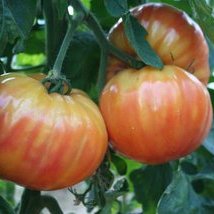 Tomate Striped German