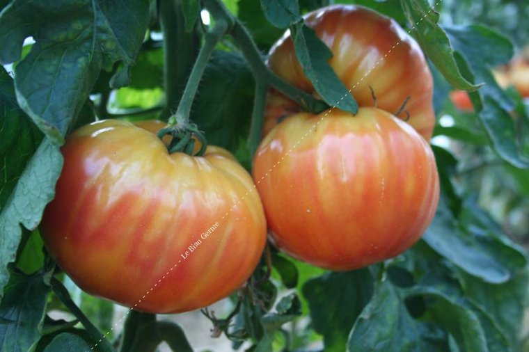 Tomate Striped German
