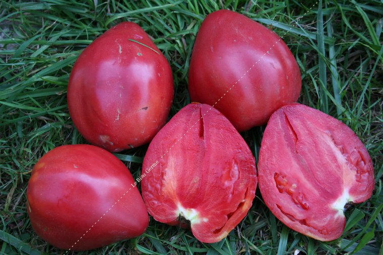 Tomate Coeur de Boeuf rose