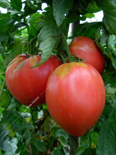 Tomate Coeur de Boeuf rose