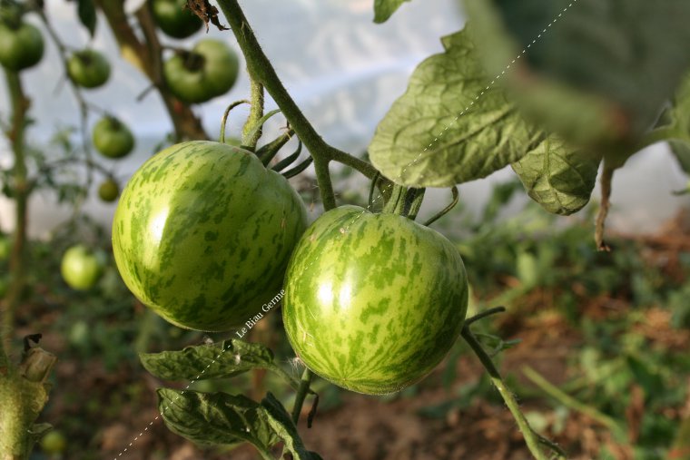 Tomate Green Zebra