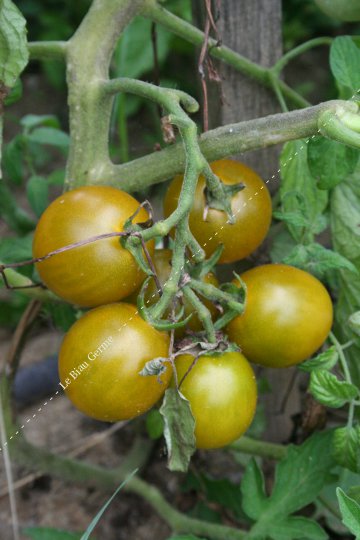 Tomate Raisin Vert 