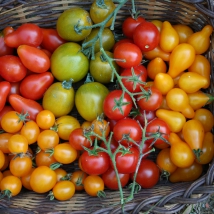 Assortiment de Tomates apéritif
