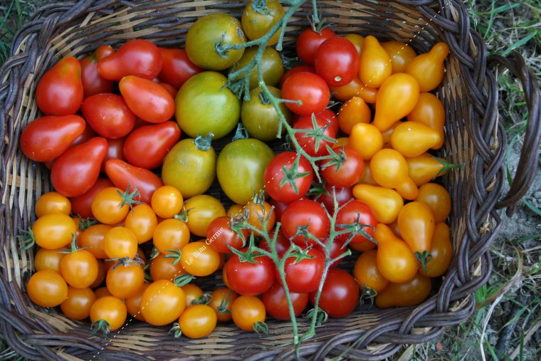 Assortiment de Tomates apéritif