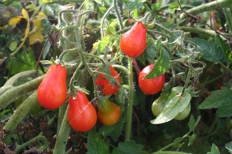 Tomate Poire rouge