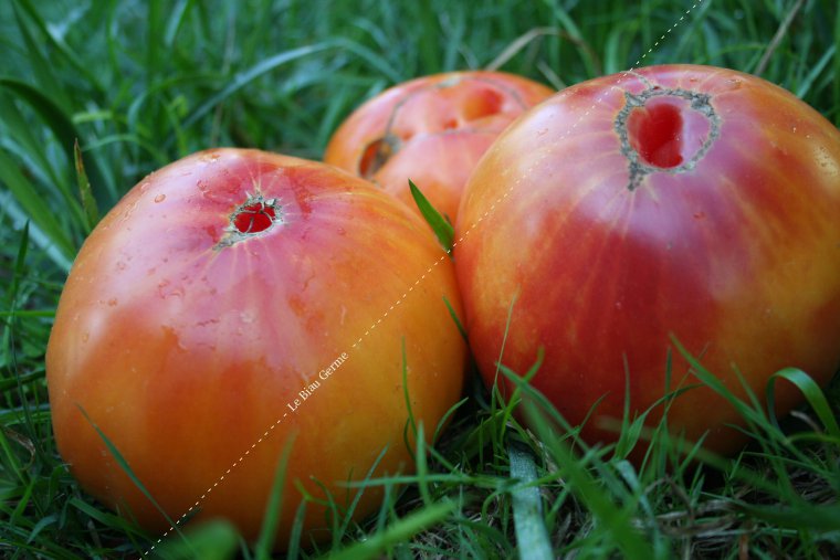 Tomate Ananas