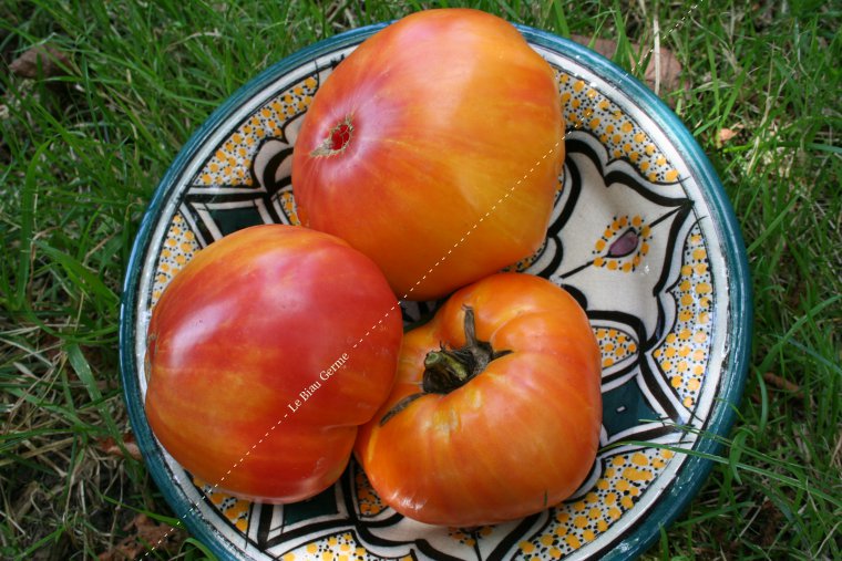 Tomate Ananas