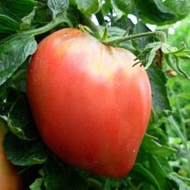 Tomate: coeur de boeuf rouge