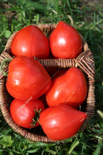 300 graines de tomate coeur de boeuf gros fruit rouge
