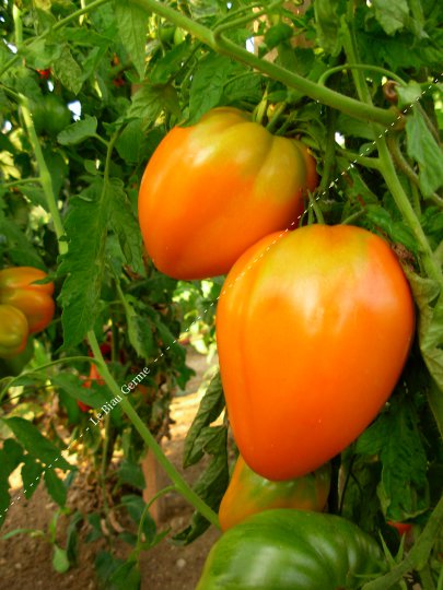 Tomate coeur de boeuf orange