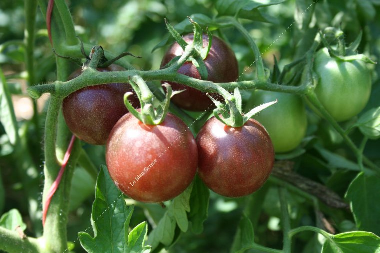 Tomate cerise noire