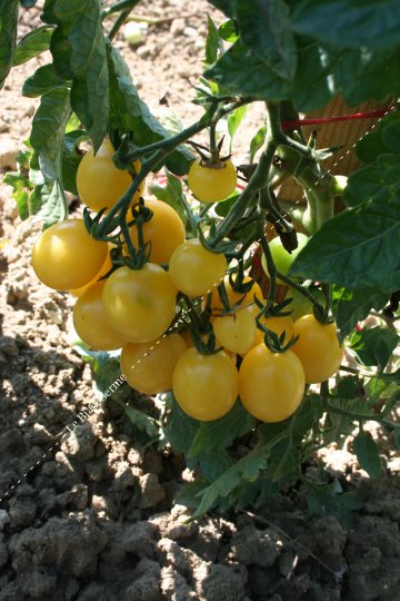 Tomate Groseille Blanche