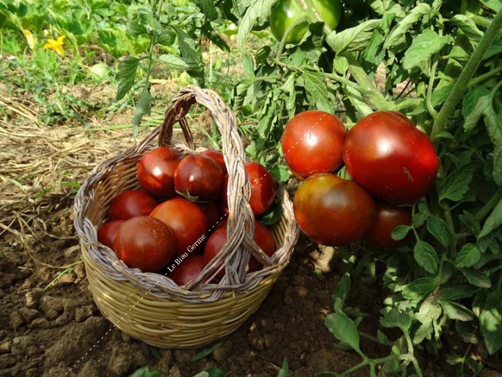 Tomate Noire Russe