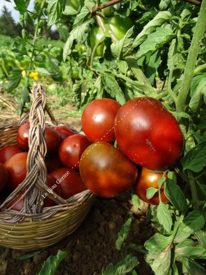 Tomate Noire Russe