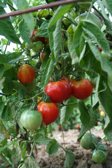 Tomate précoce glacier