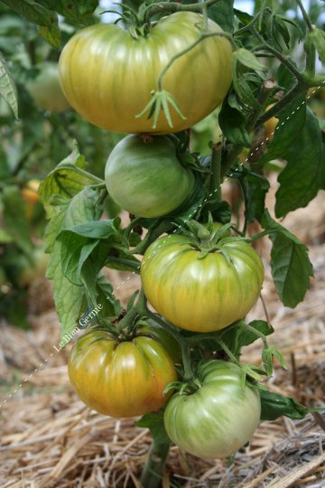 Tomate verte de Tante Ruby