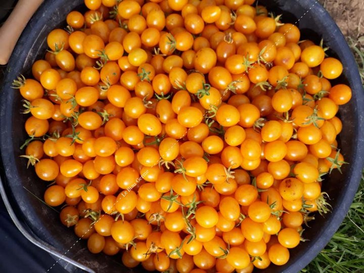 Tomate Clémentine