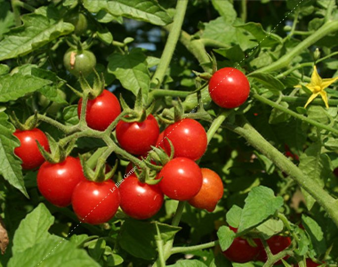 Tomate Petit moineau